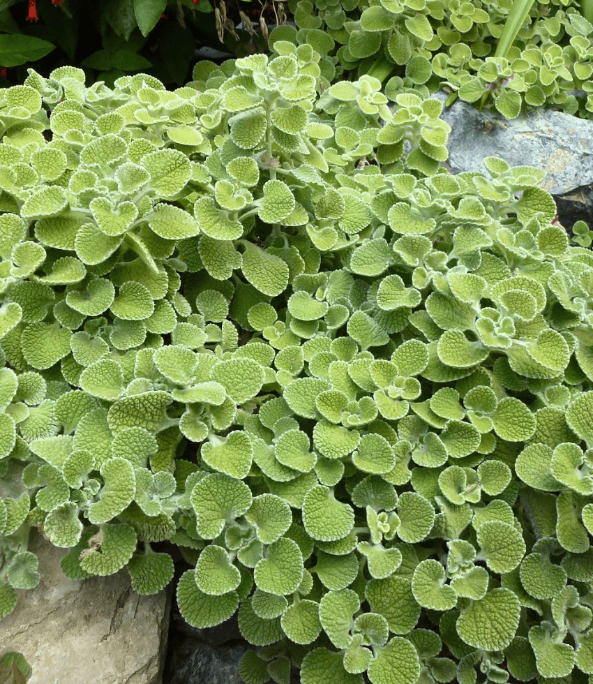 Sale - Annuals